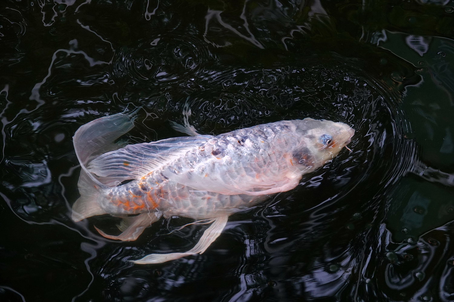 陳永鑑_錦鯉遊緃_20220615p.jpg