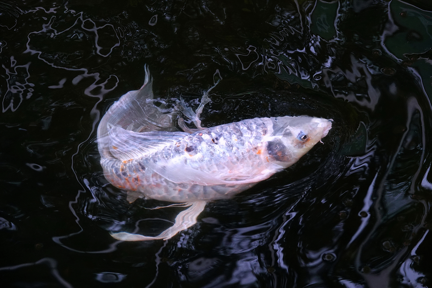 陳永鑑_錦鯉遊緃_20220615o.jpg