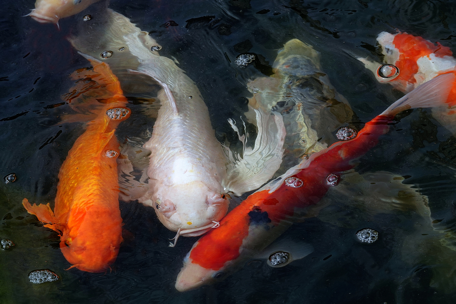 陳永鑑_錦鯉遊緃_20220619a.jpg
