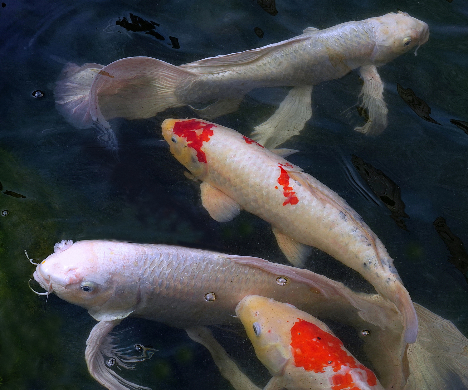 陳永鑑_錦鯉遊緃_20220620l.jpg