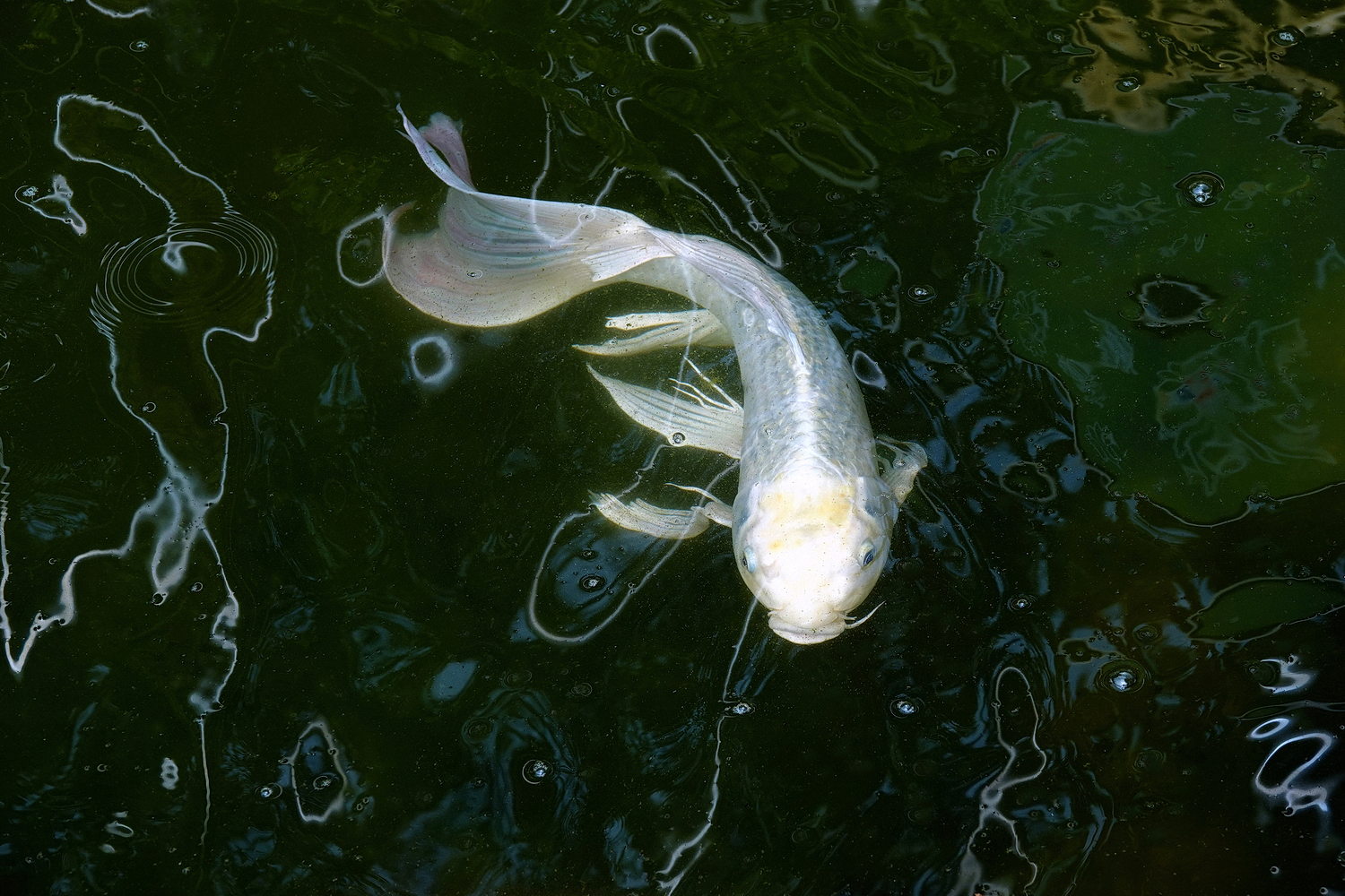 陳永鑑_錦鯉遊緃_20220621f.jpg