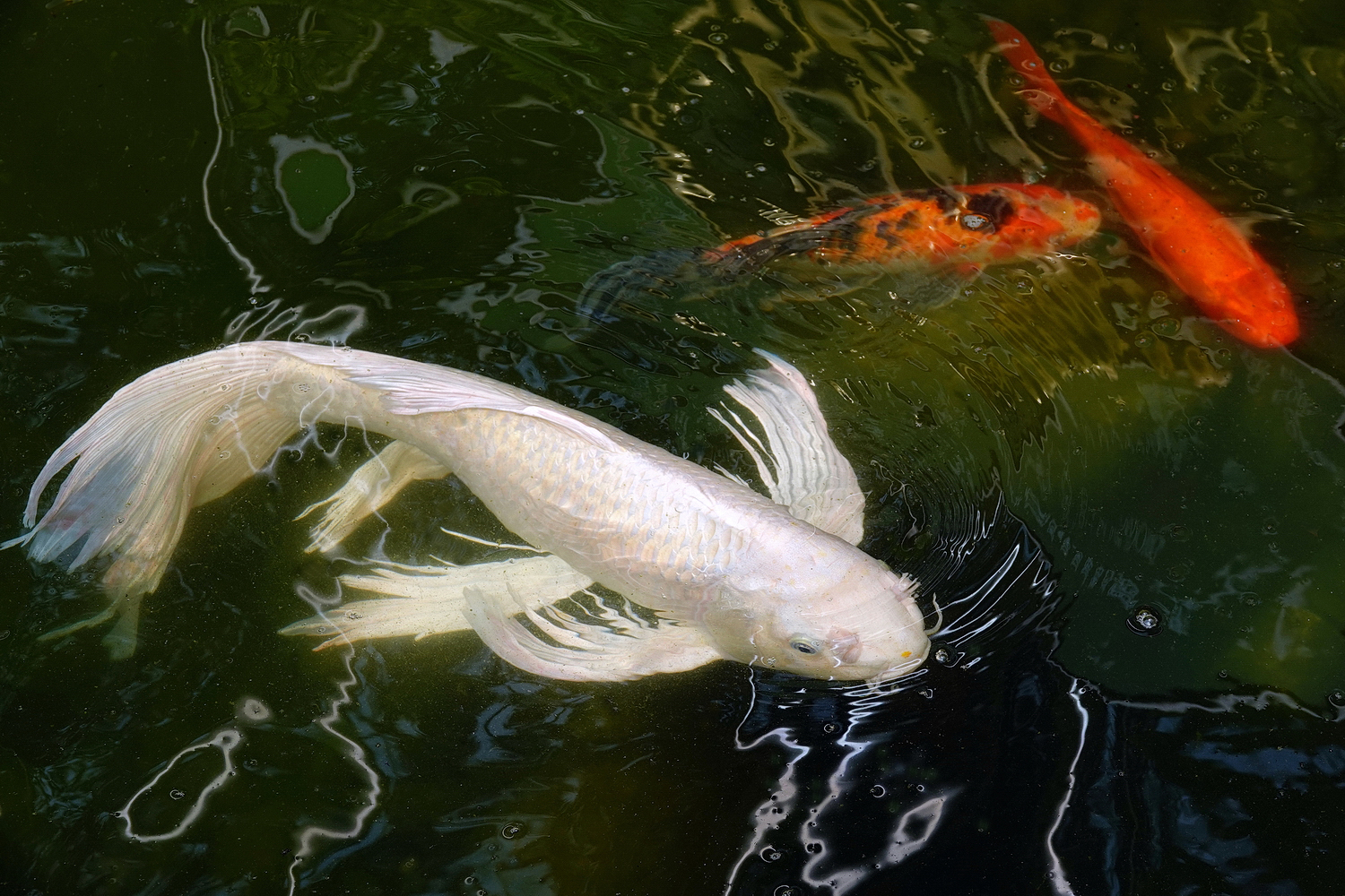 陳永鑑_錦鯉遊緃_20220621c.jpg