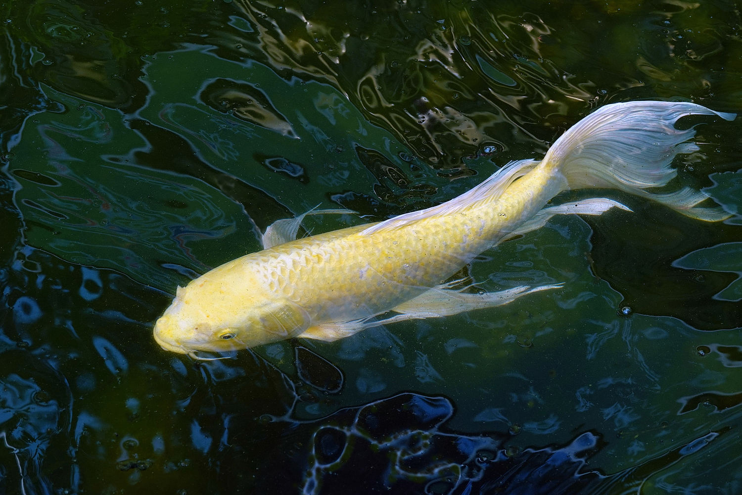 陳永鑑_錦鯉遊緃_20220622l.jpg