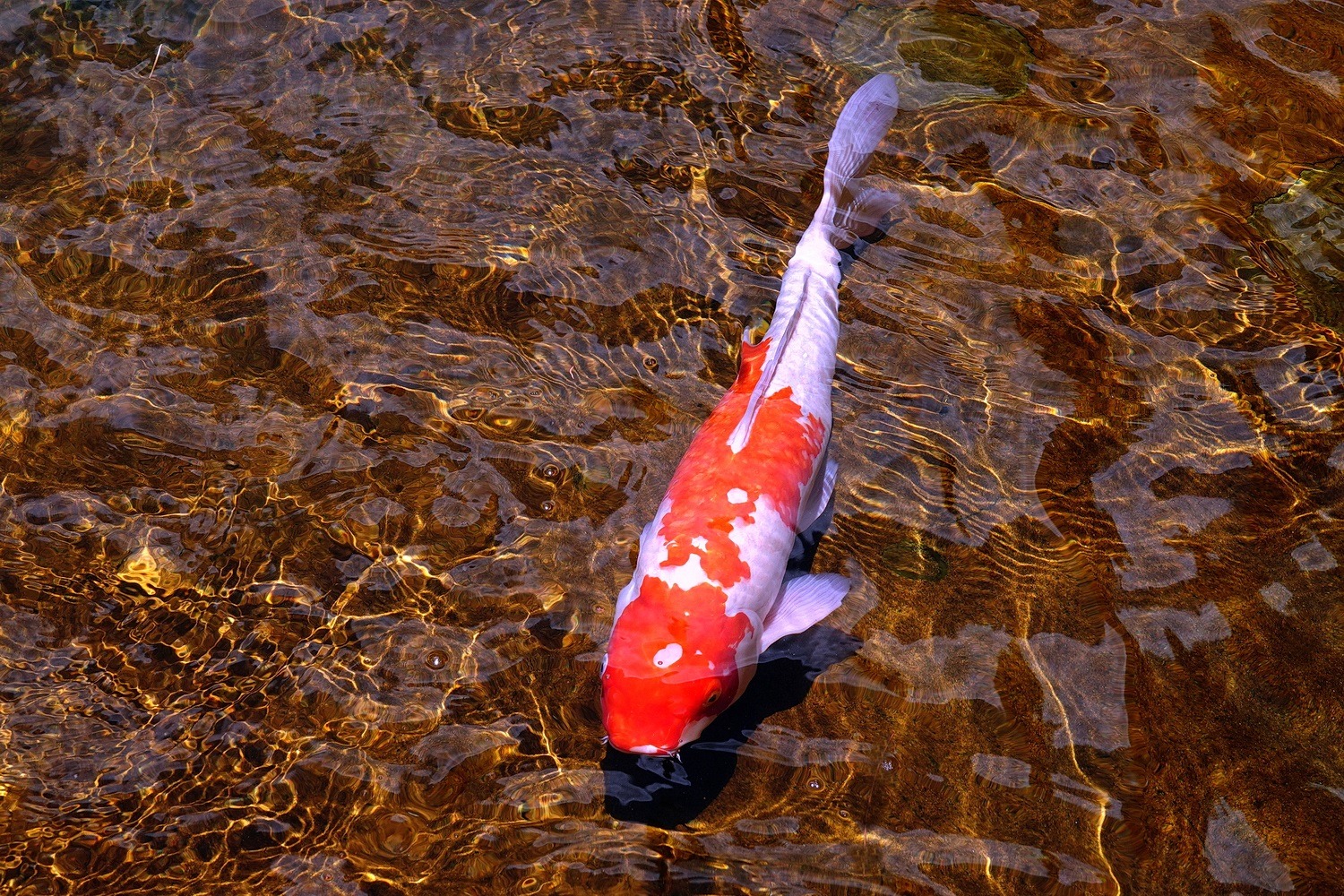 陳永鑑_錦鯉遊緃_20220629f.jpg