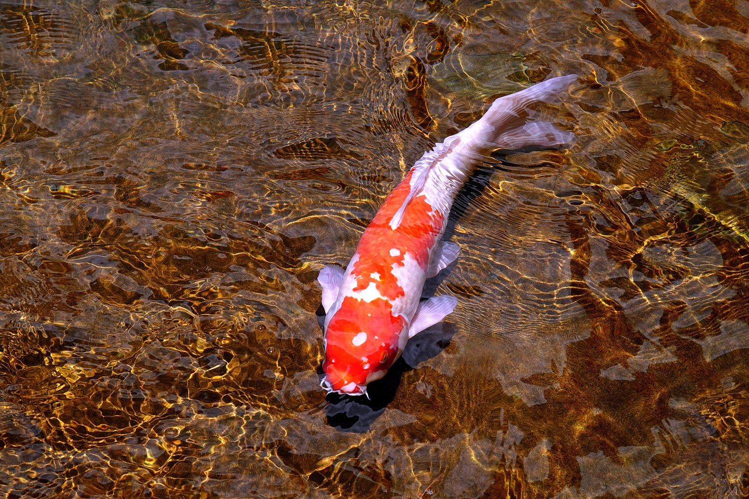 陳永鑑_錦鯉遊緃_20220629e.jpg