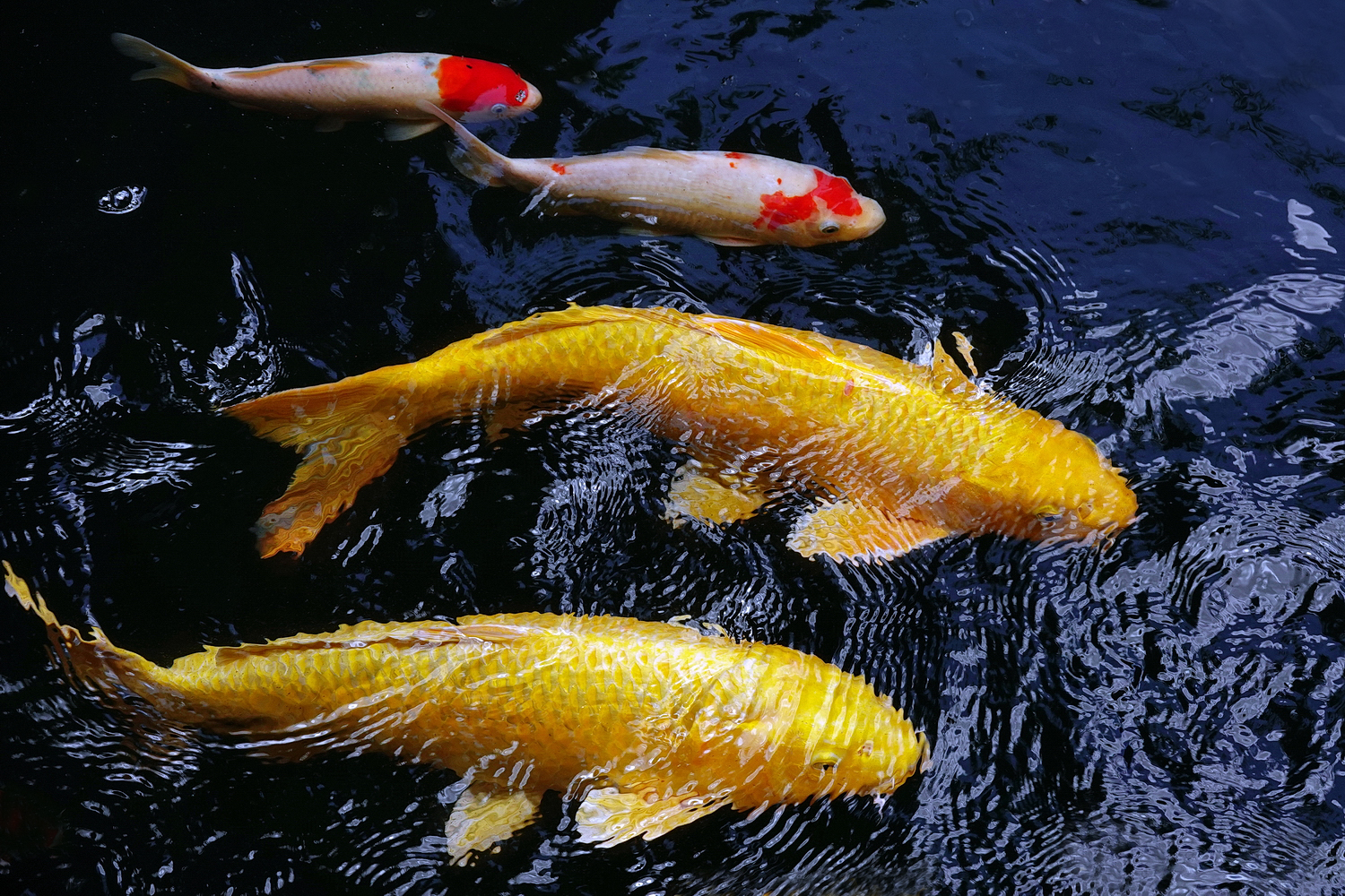 陳永鑑_錦鯉遊緃_20220712c.jpg