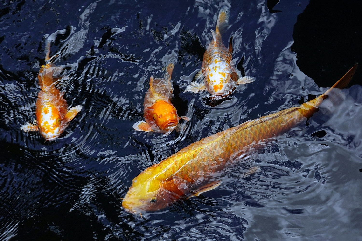 陳永鑑_錦鯉遊緃_20220713b.jpg