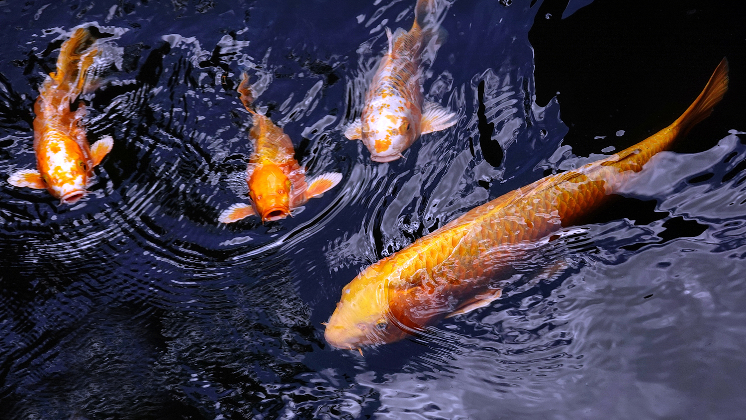 陳永鑑_錦鯉遊緃_20220713a.jpg