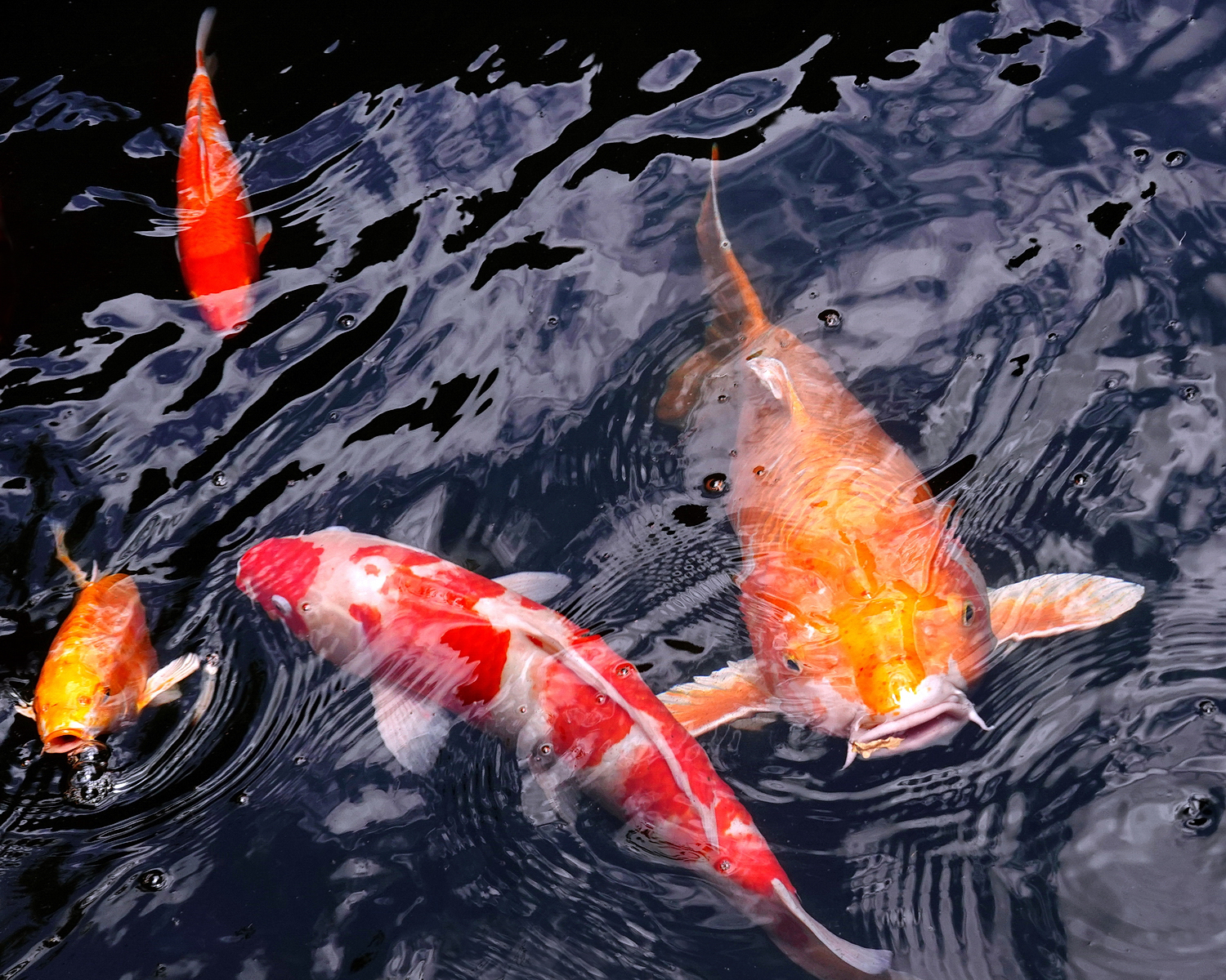 陳永鑑_錦鯉遊緃_20220713i.jpg