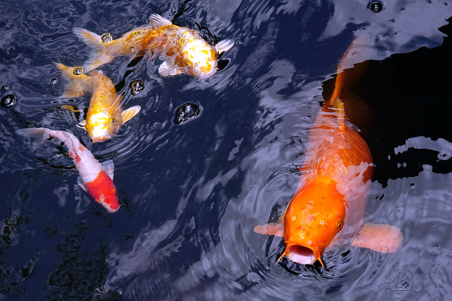 陳永鑑_錦鯉遊緃_20220714g.jpg