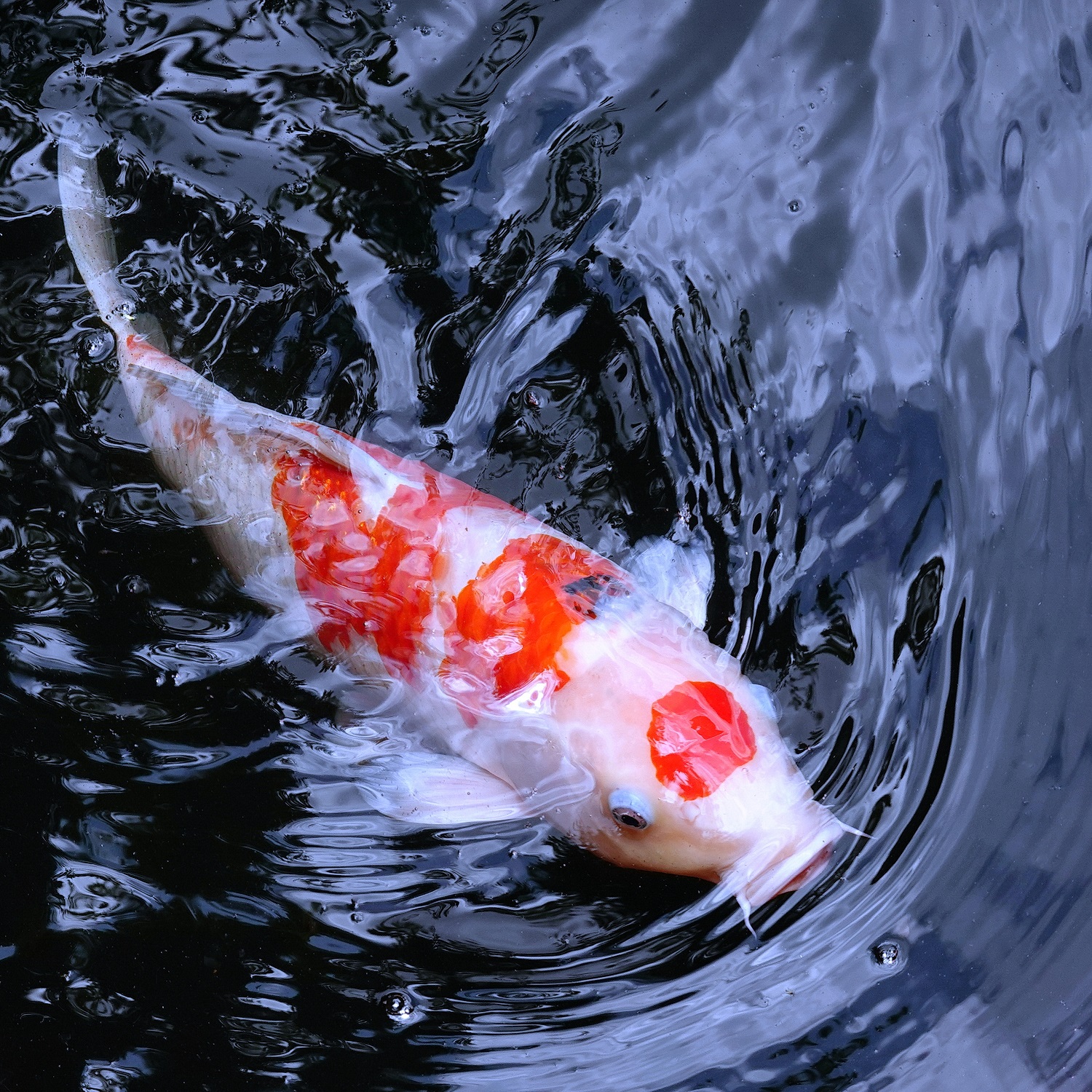 陳永鑑_錦鯉遊緃_20220718b.jpg