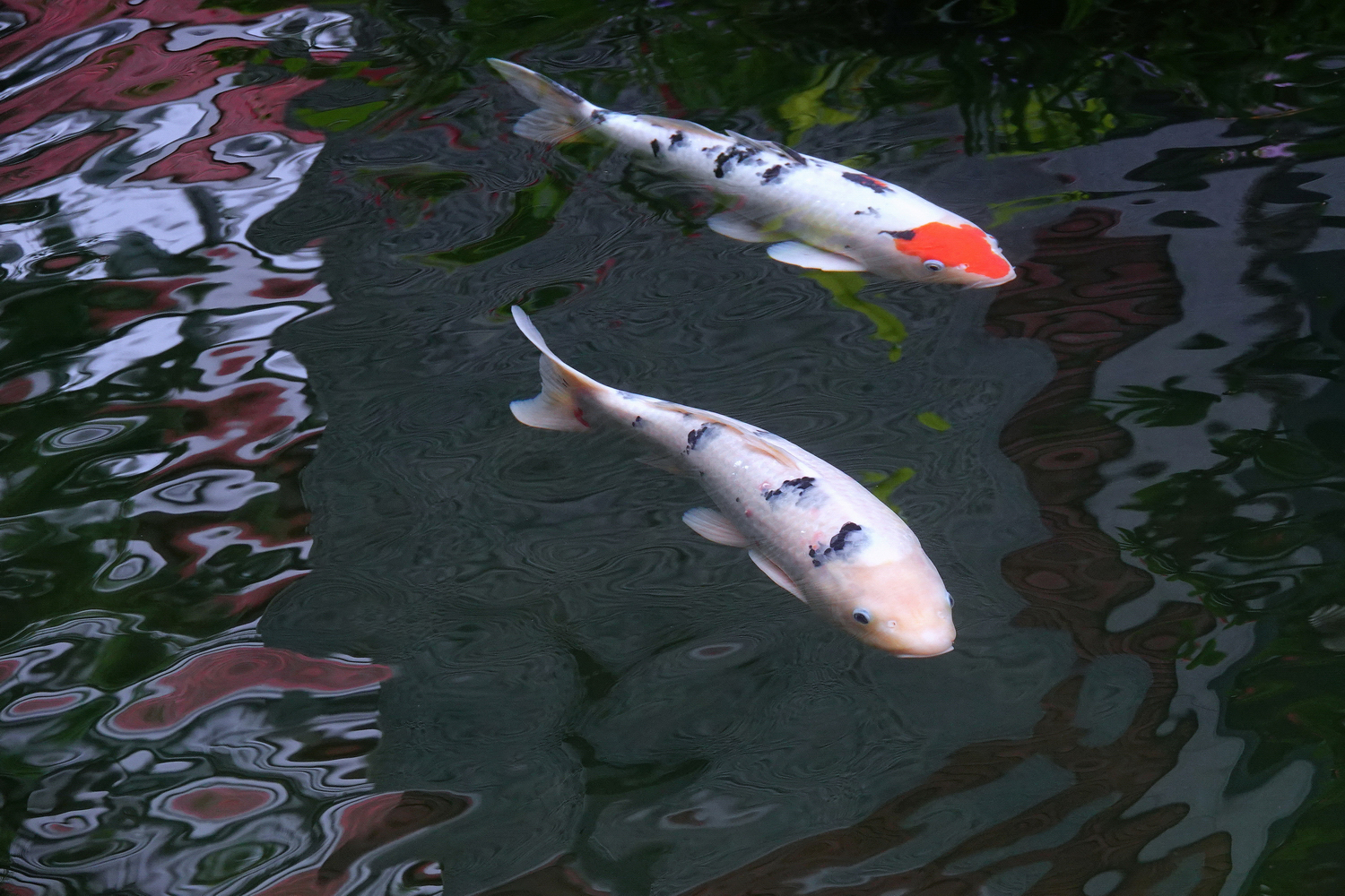 陳永鑑_錦鯉遊緃_20220926q.jpg