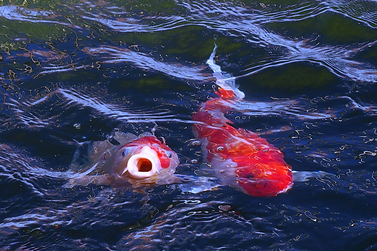 陳永鑑_錦鯉遊緃_20221002o.jpg