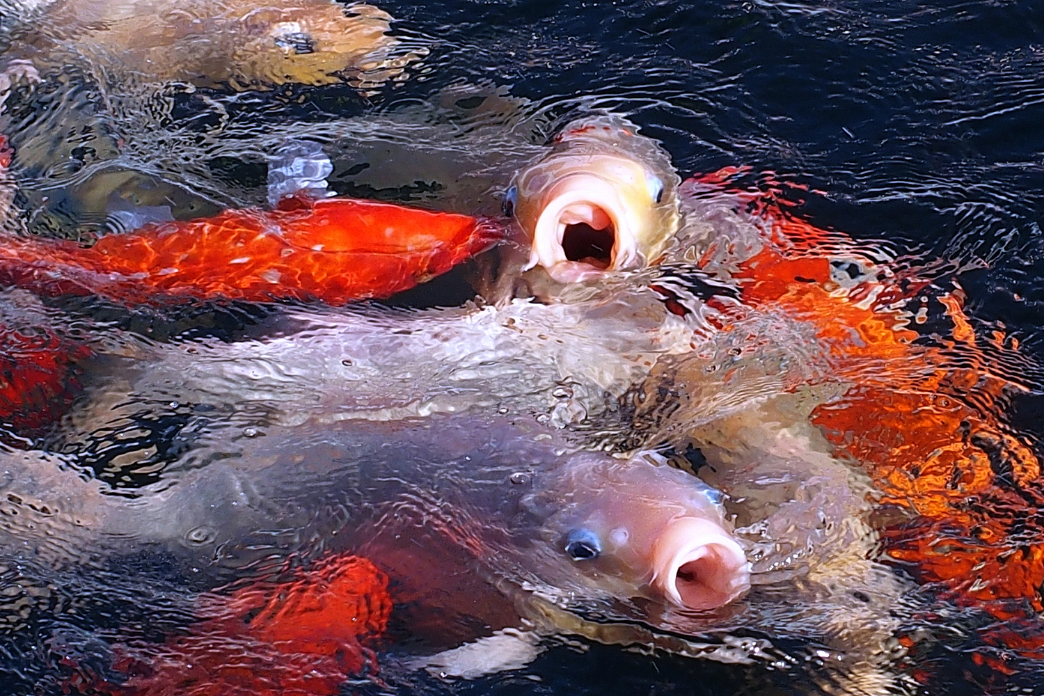 陳永鑑_錦鯉遊緃_20221005z3.jpg