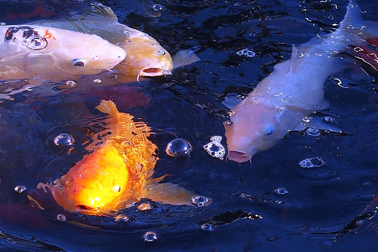 陳永鑑_錦鯉遊緃_20221006f.jpg