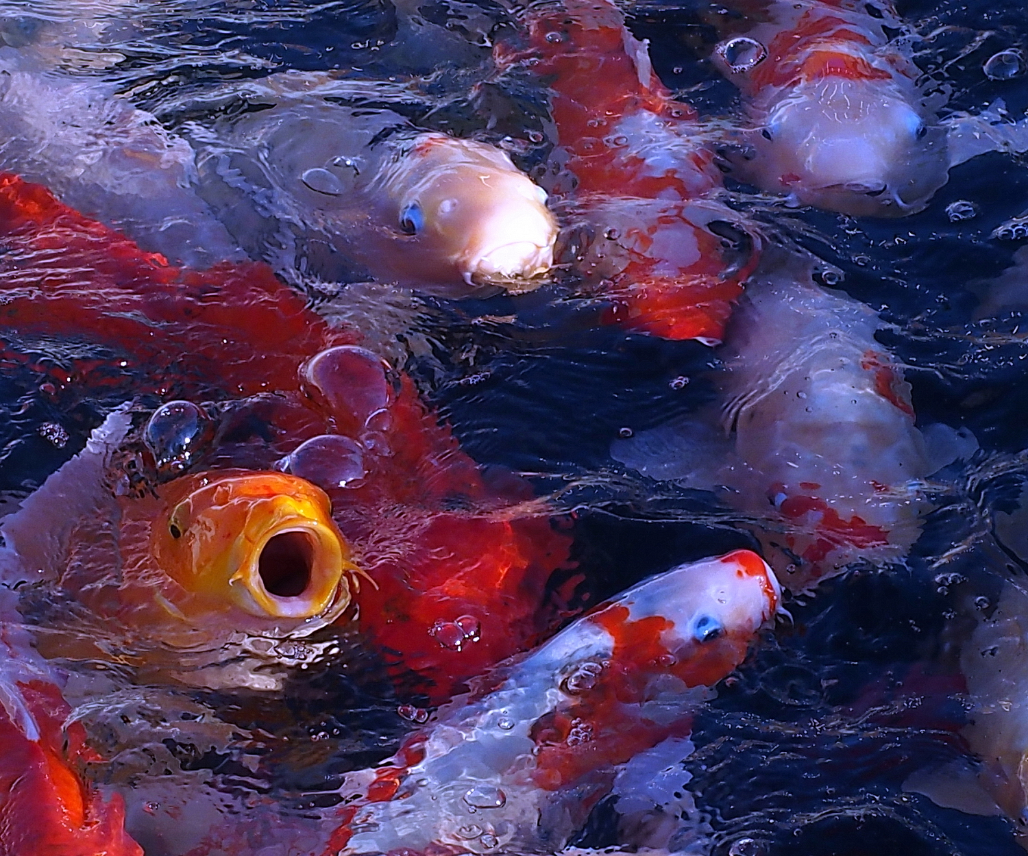 陳永鑑_錦鯉遊緃_20221008e.jpg