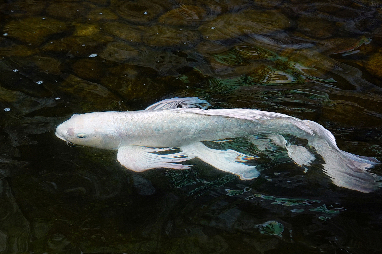 陳永鑑_錦鯉遊緃_20221014c.jpg