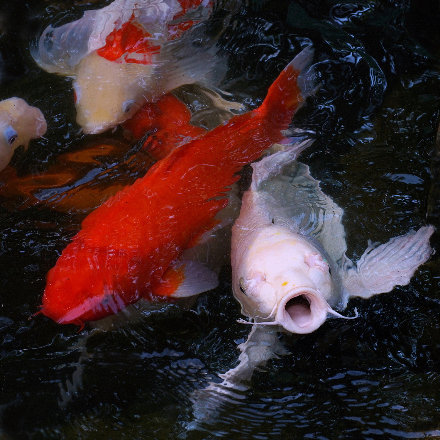 陳永鑑_錦鯉遊緃_20221014g.jpg