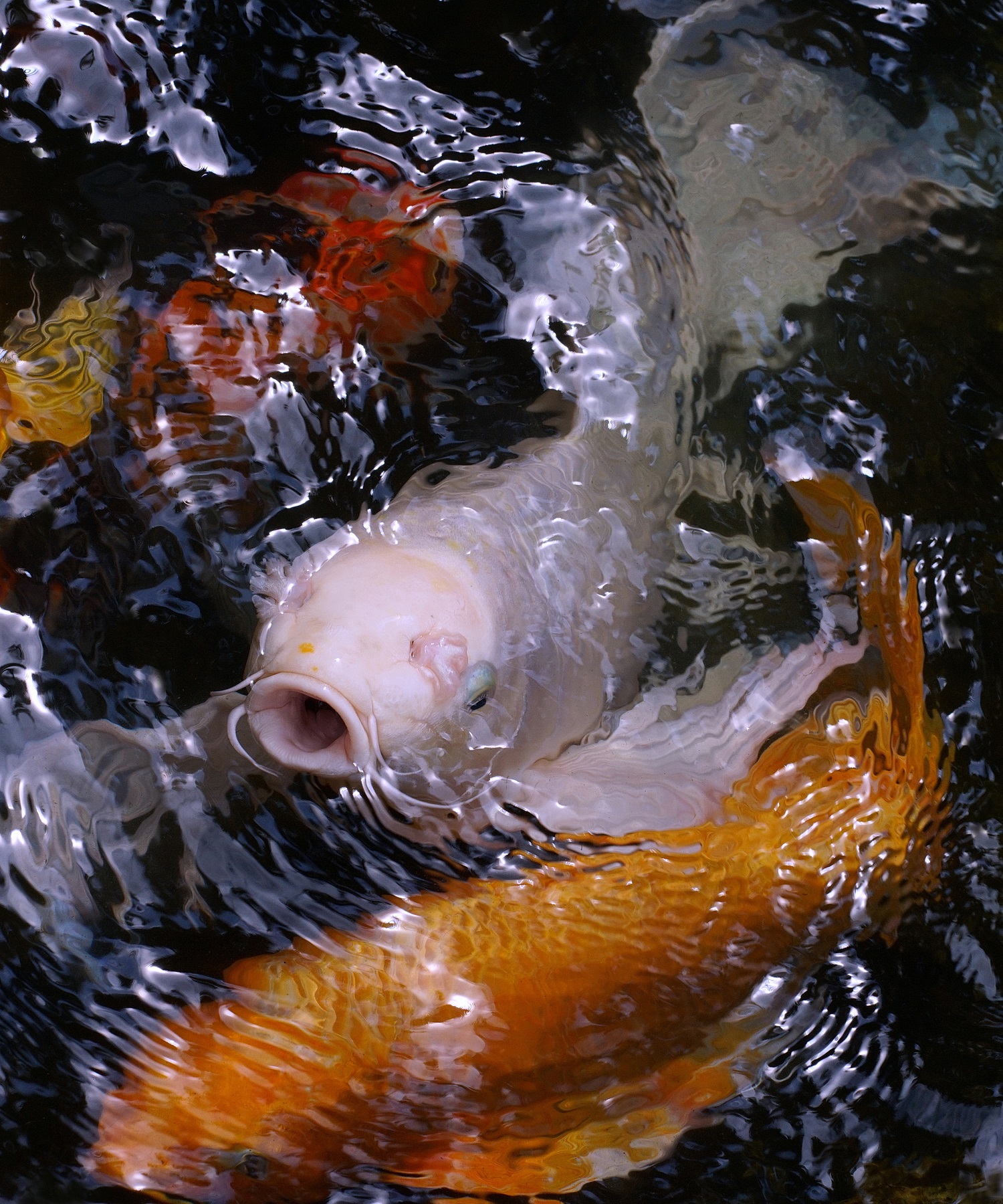 陳永鑑_錦鯉遊緃_20221020c.jpg