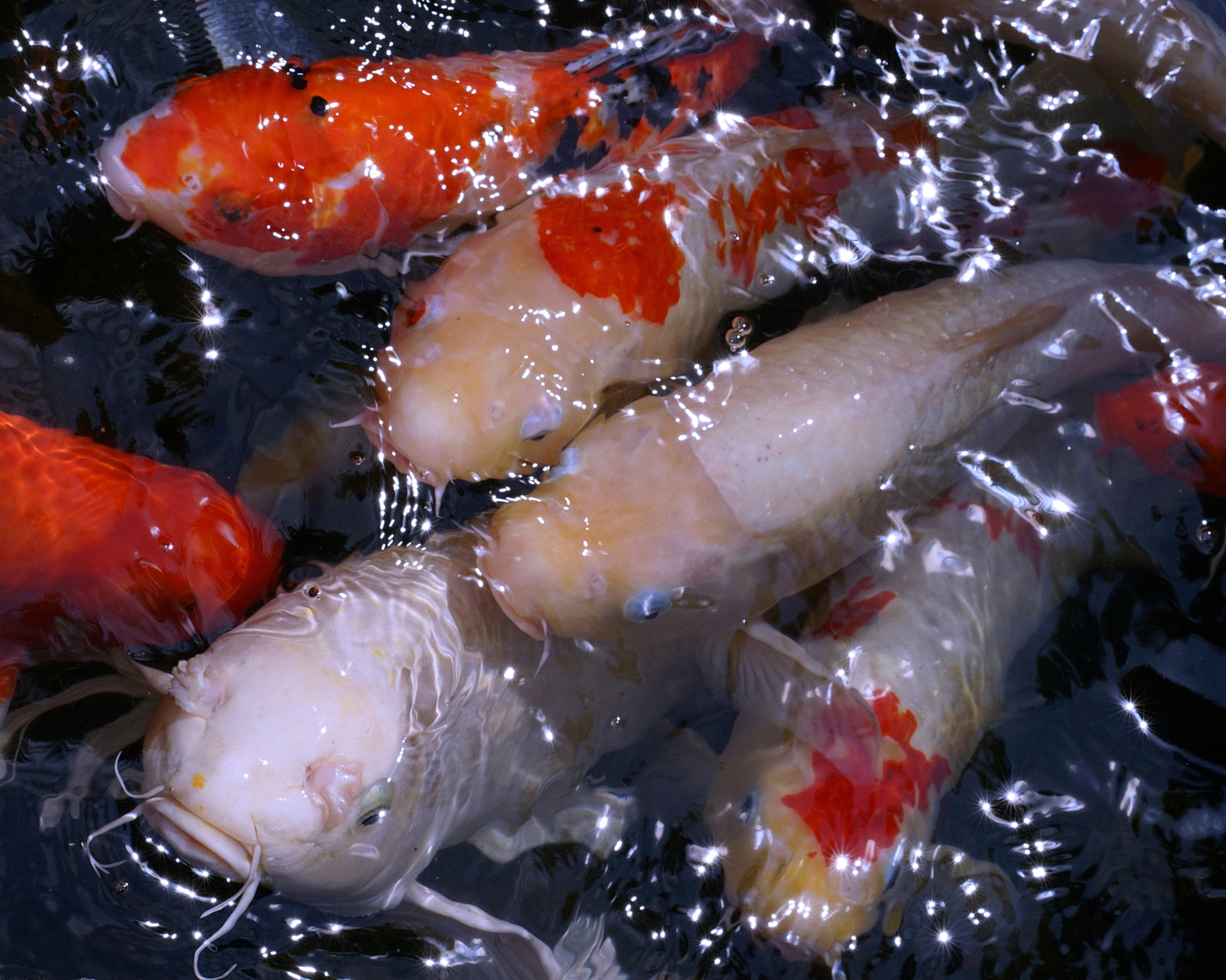 陳永鑑_錦鯉遊緃_20221020f.jpg