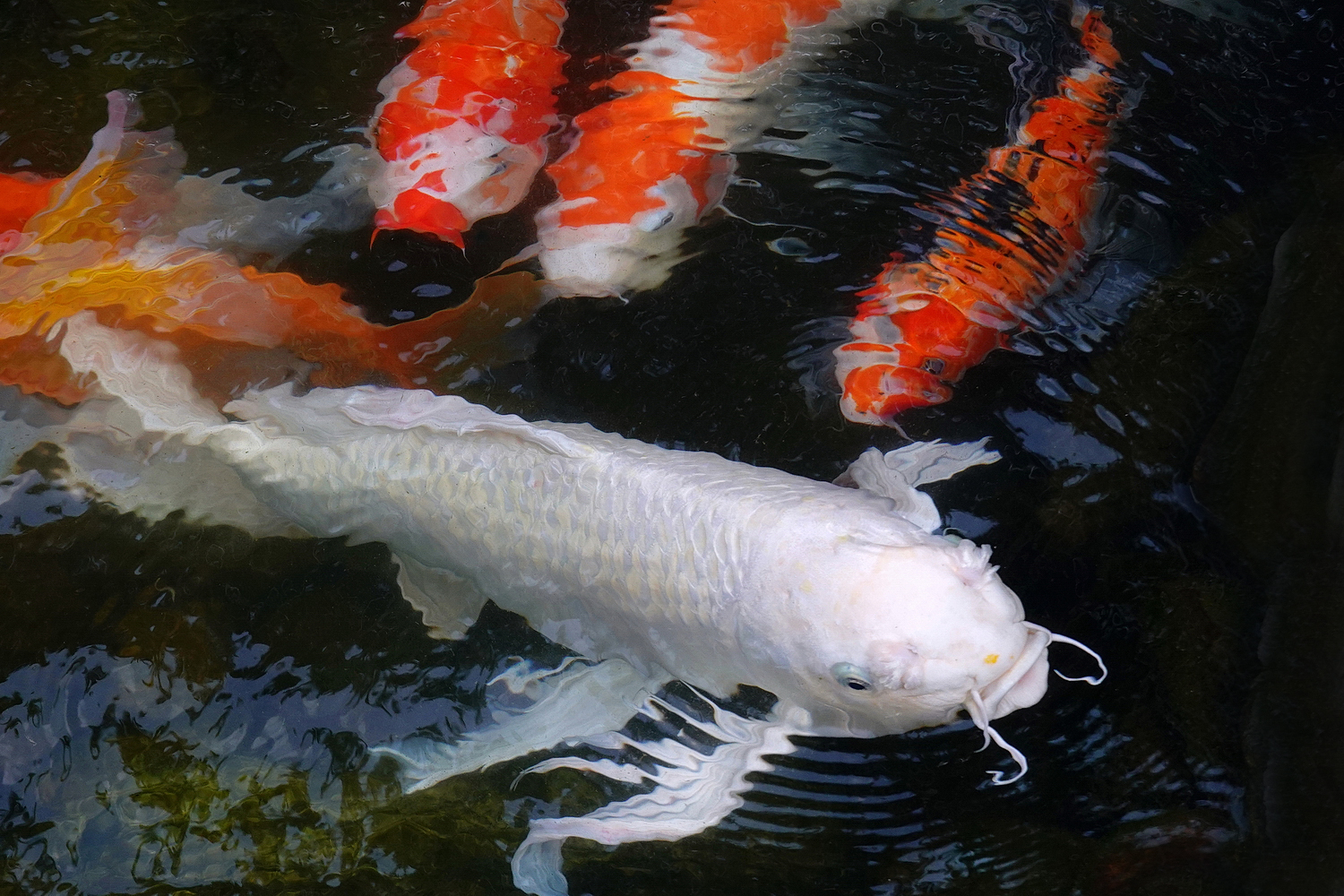 陳永鑑_錦鯉遊緃_20221022f.jpg