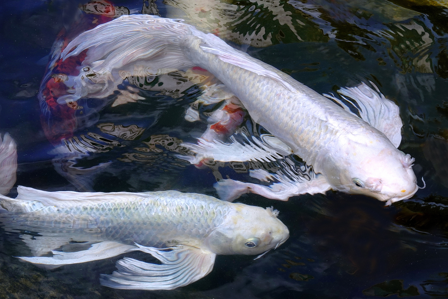 陳永鑑_錦鯉遊緃_20221026f.jpg