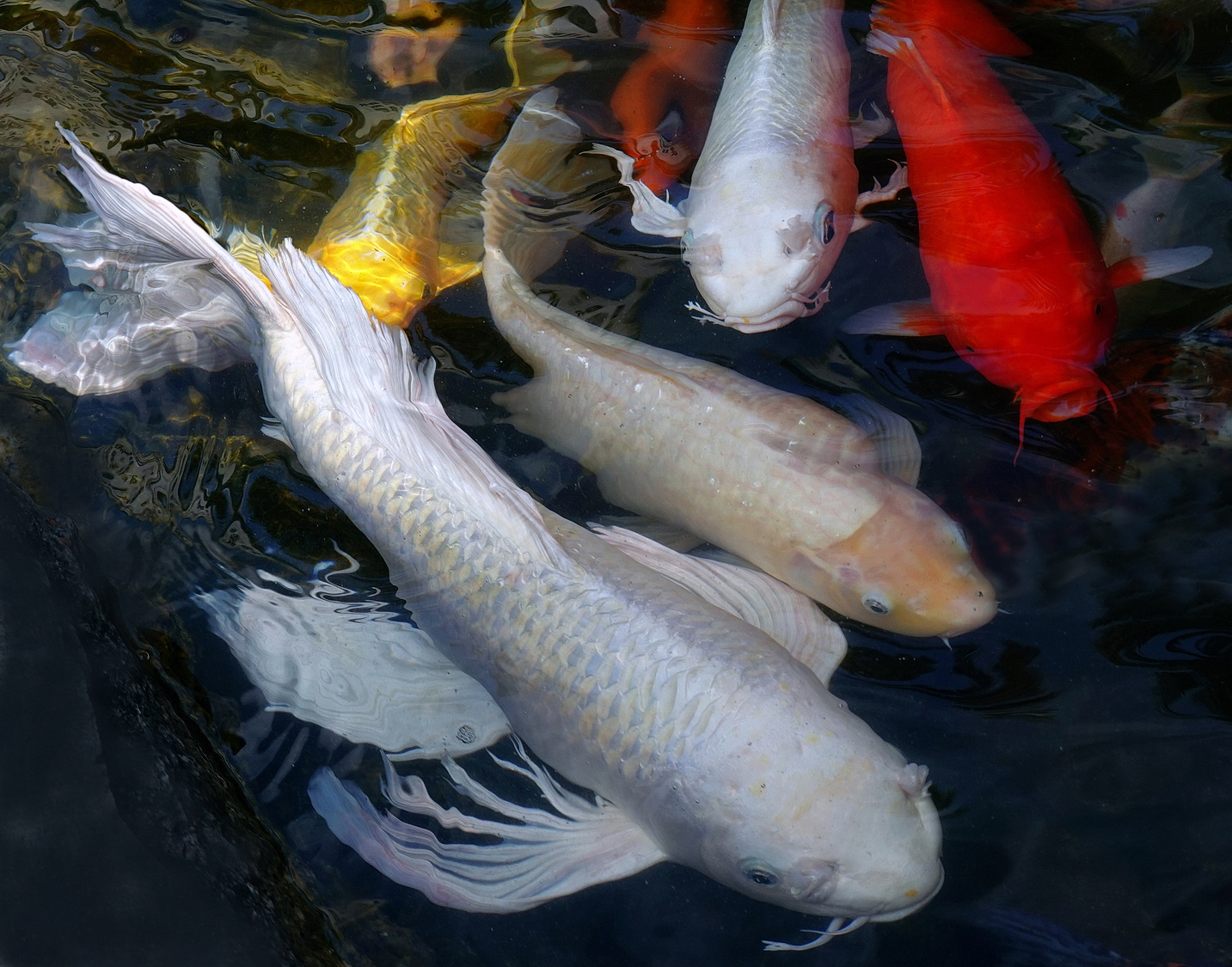 陳永鑑_錦鯉遊緃_20221026c.jpg