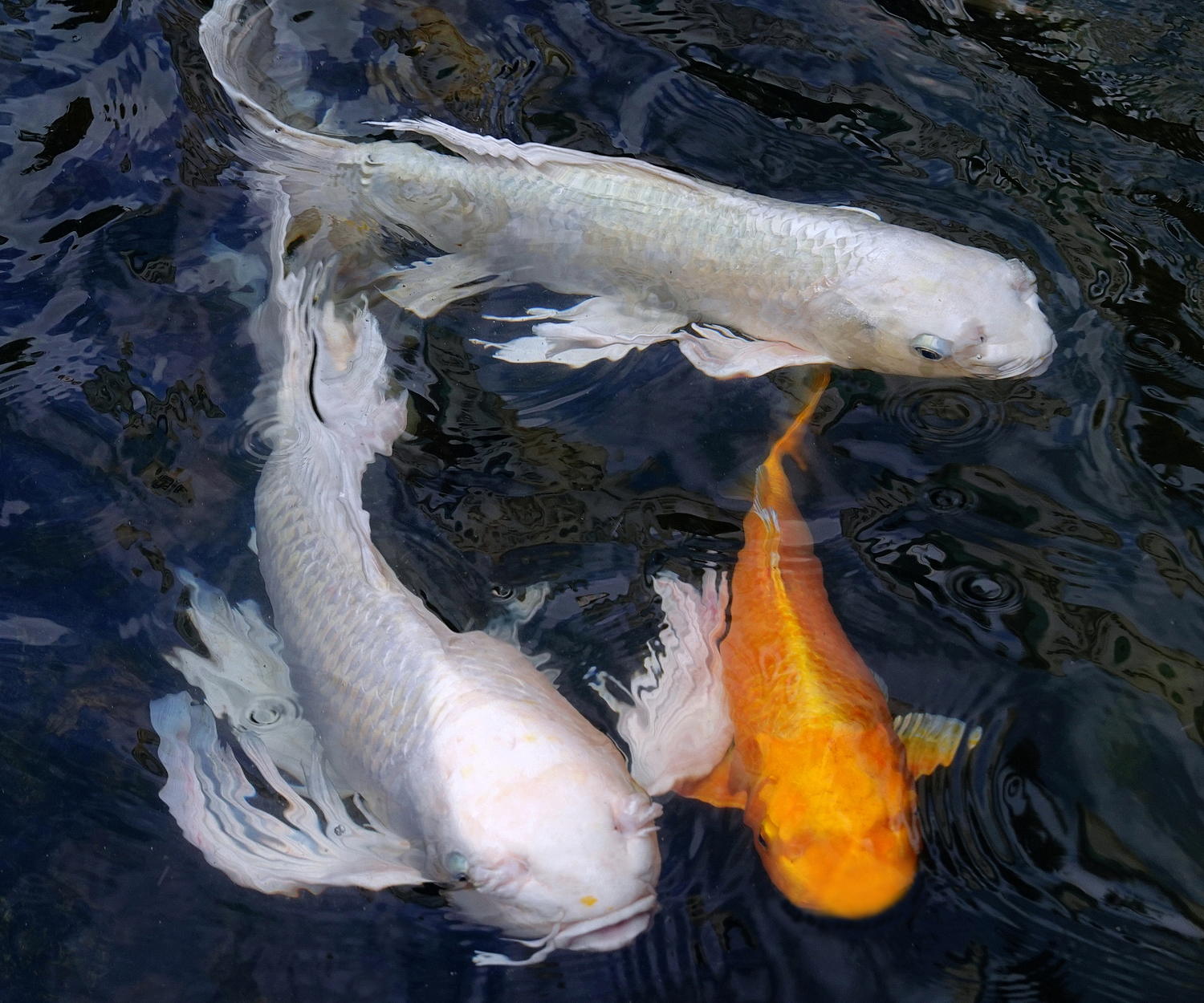 陳永鑑_錦鯉遊緃_20221031e.jpg