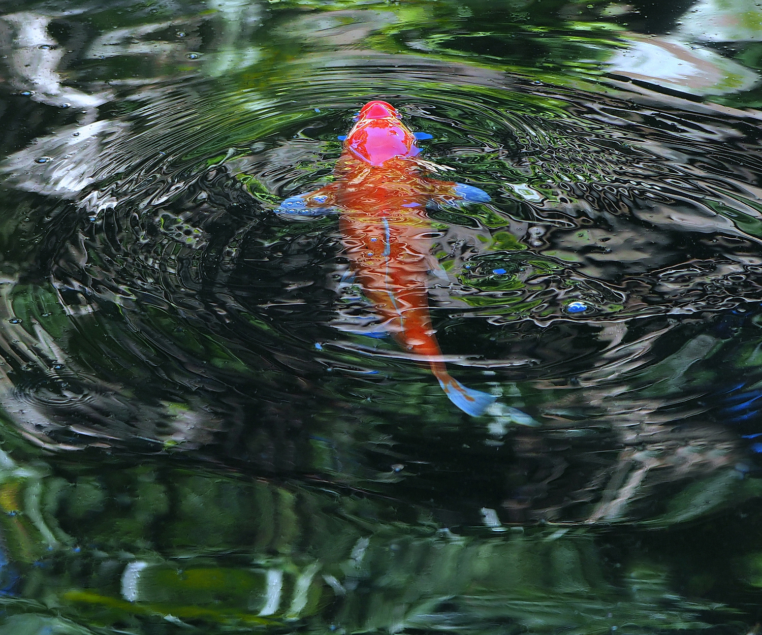 陳永鑑_錦鯉遊緃_20221111a.jpg