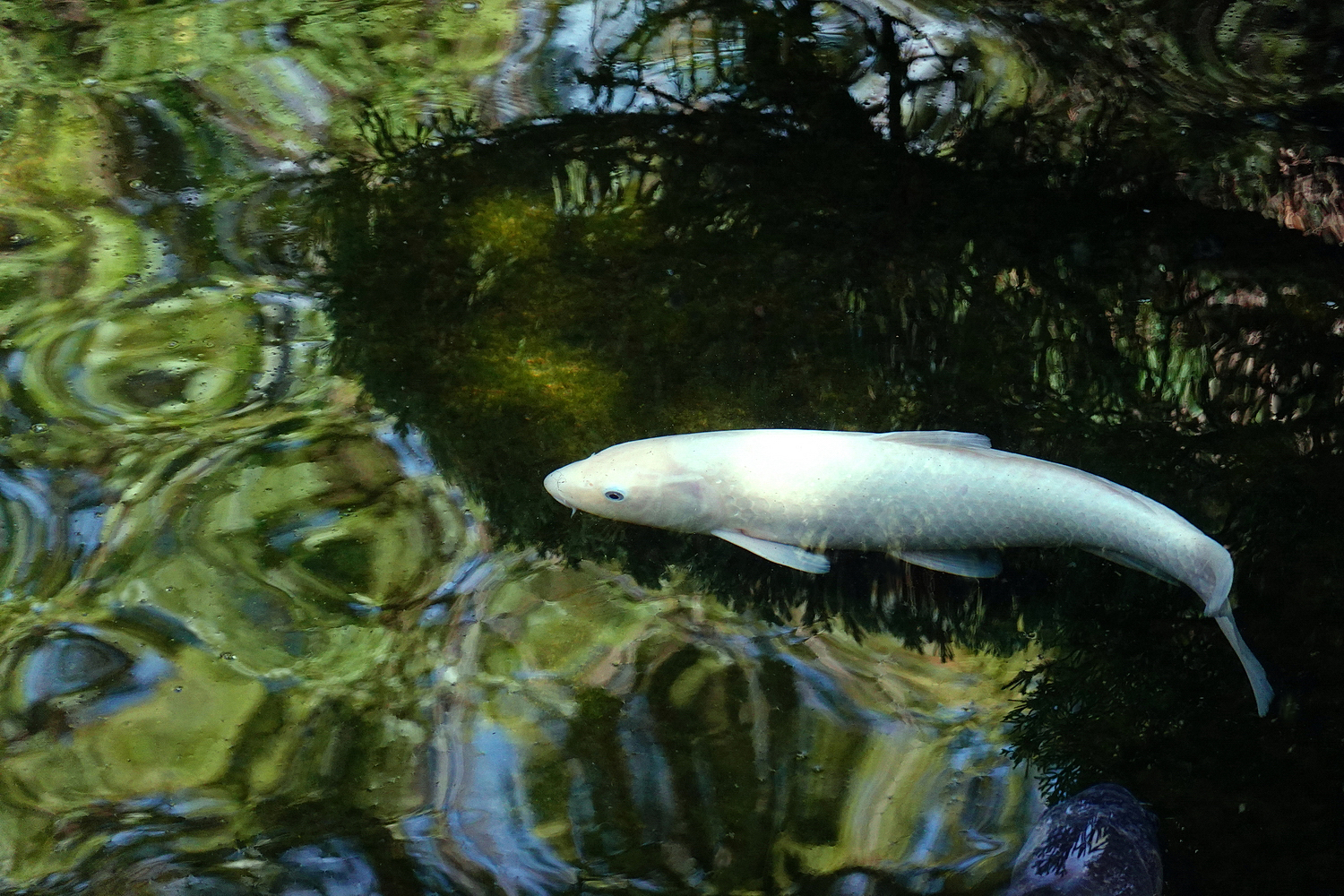 陳永鑑_錦鯉遊緃_20221113g.jpg