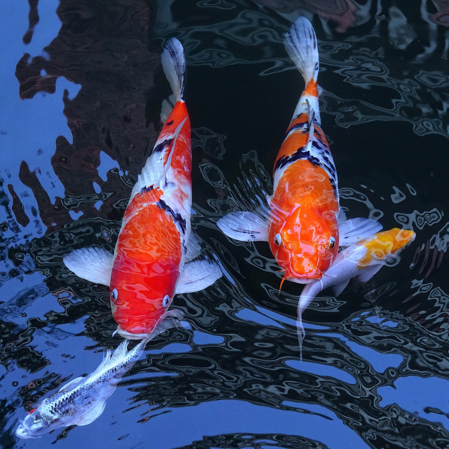 陳永鑑_錦鯉遊緃_20221201h.jpg
