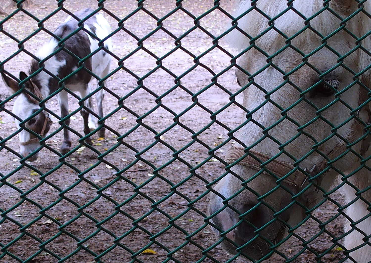 陳永鑑_埔心牧場半日遊_20221203e.jpg