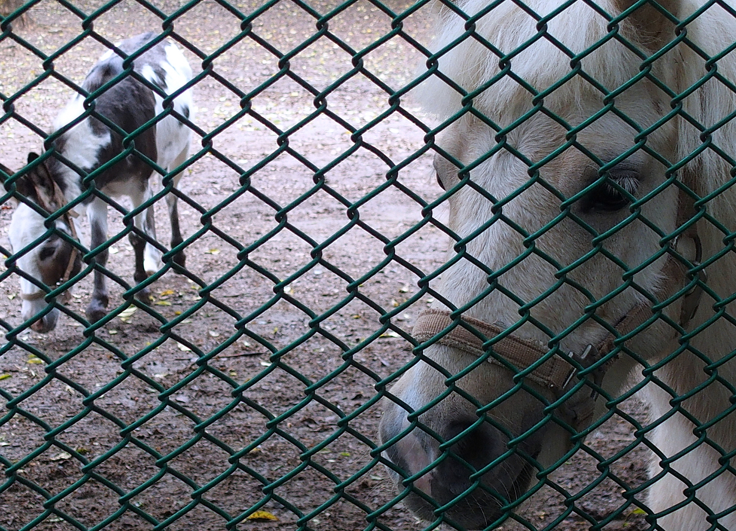 陳永鑑_埔心牧場半日遊_20221203d.jpg