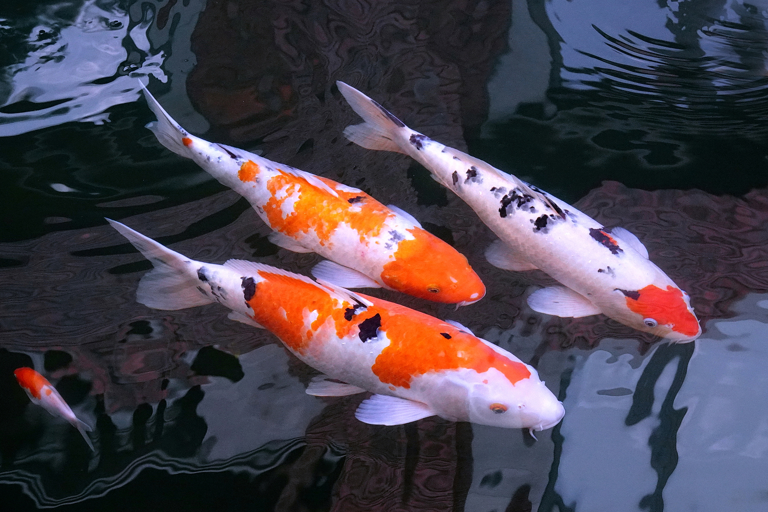 陳永鑑_錦鯉遊緃_20221204g.jpg