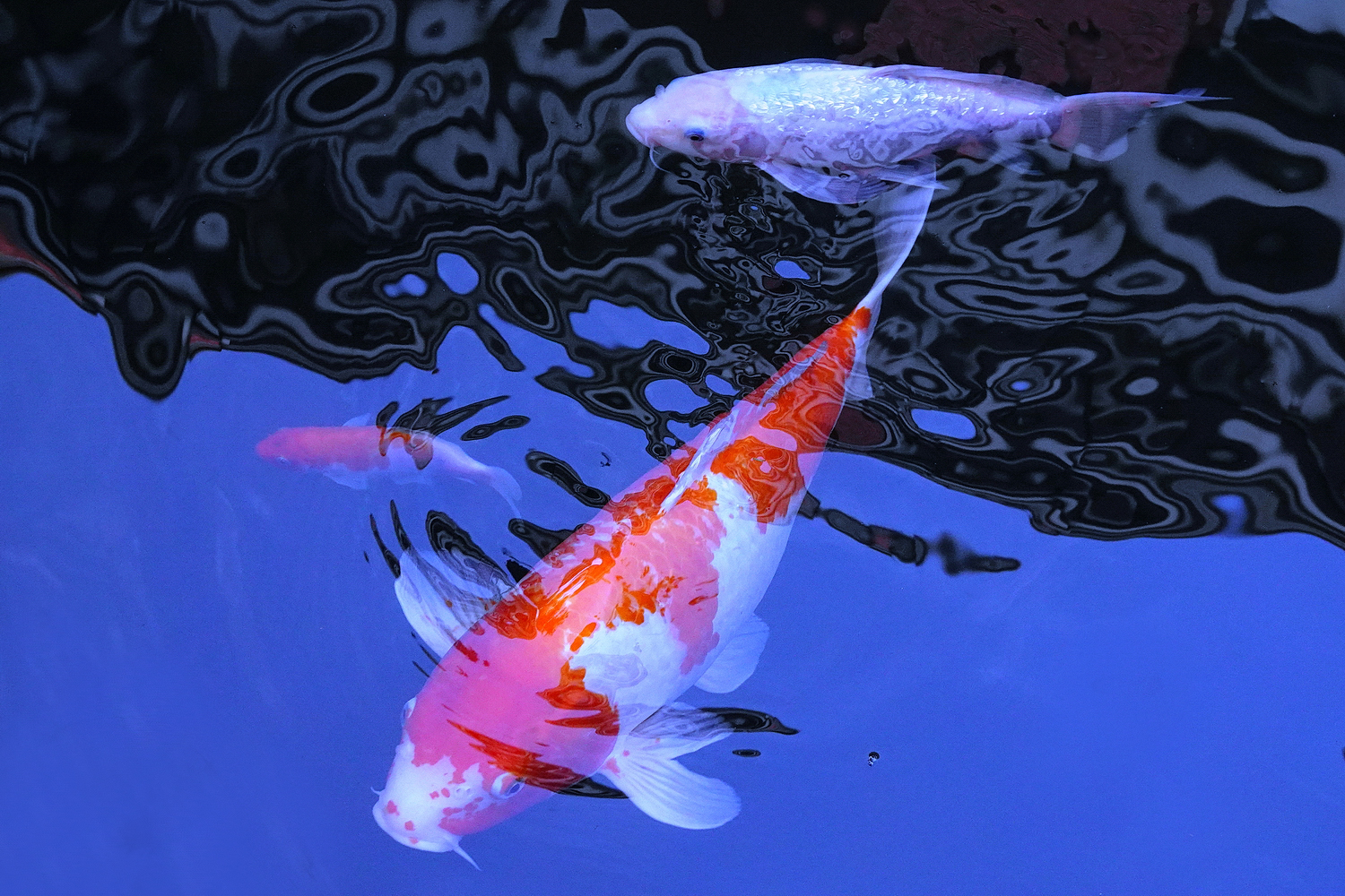 陳永鑑_錦鯉遊緃_20221205d.jpg