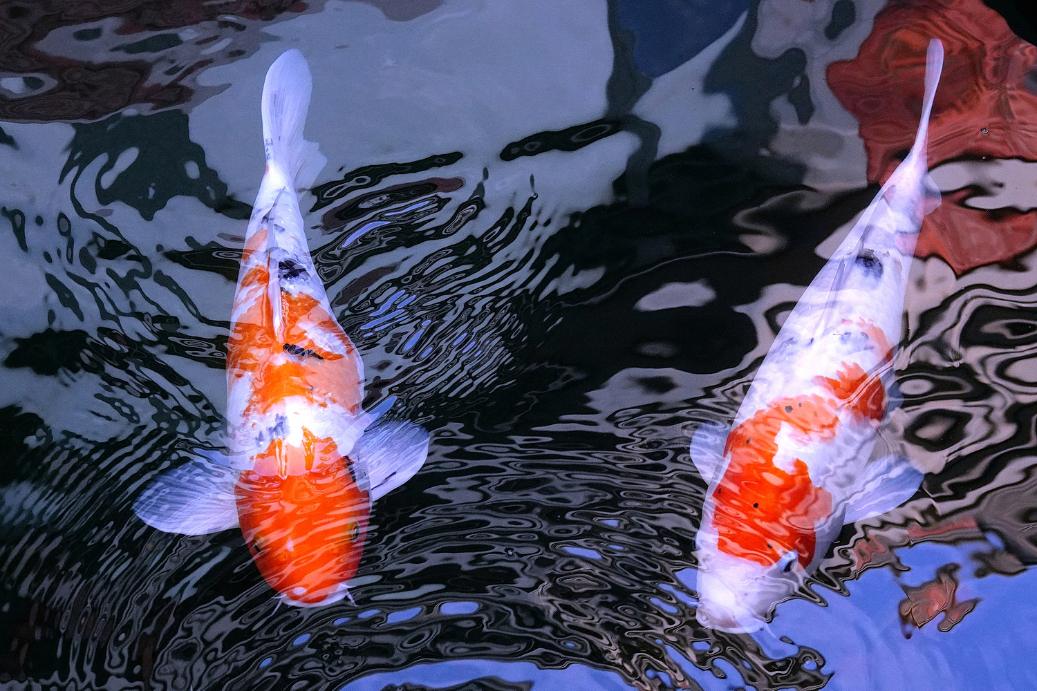 陳永鑑_錦鯉遊緃_20221209w.jpg