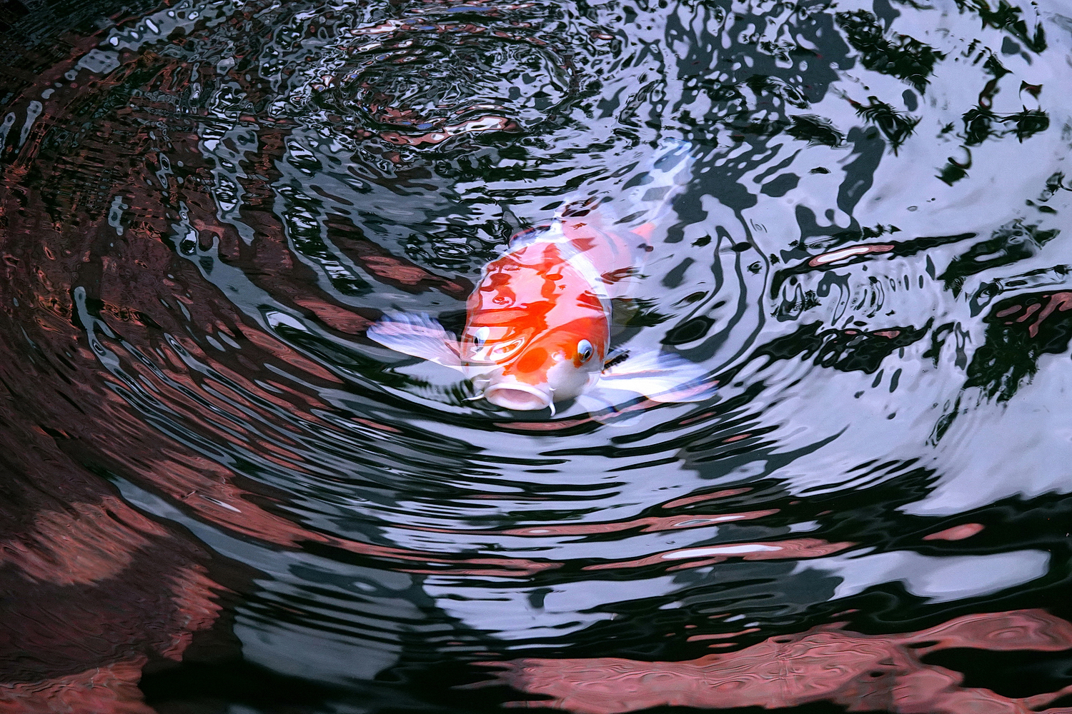 陳永鑑_錦鯉遊緃_20221212f.jpg