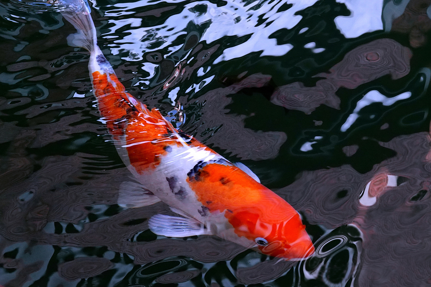 陳永鑑_錦鯉遊緃_20221212c.jpg