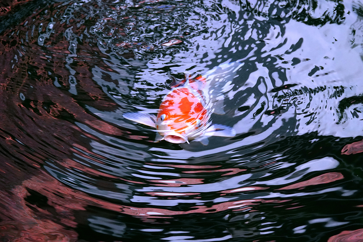 陳永鑑_錦鯉遊緃_20221212g.jpg