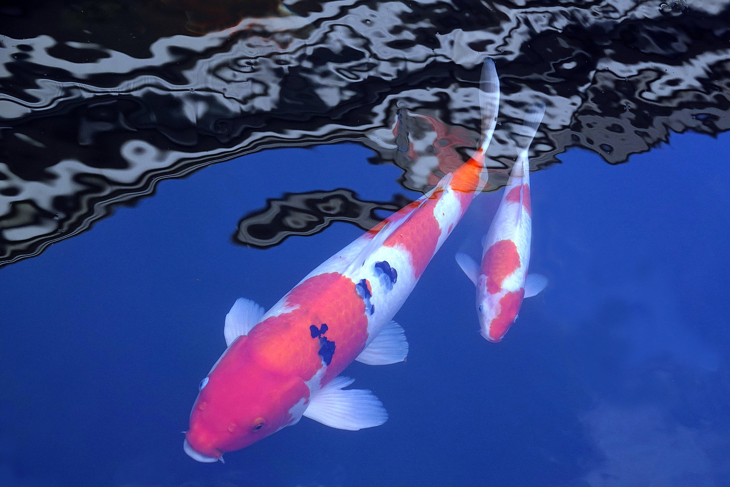 陳永鑑_錦鯉遊緃_20221214z5.jpg