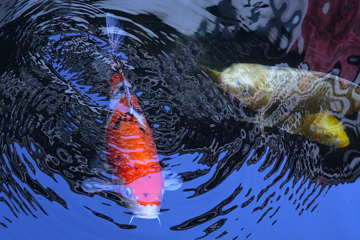 陳永鑑_錦鯉遊緃_20221220b.jpg
