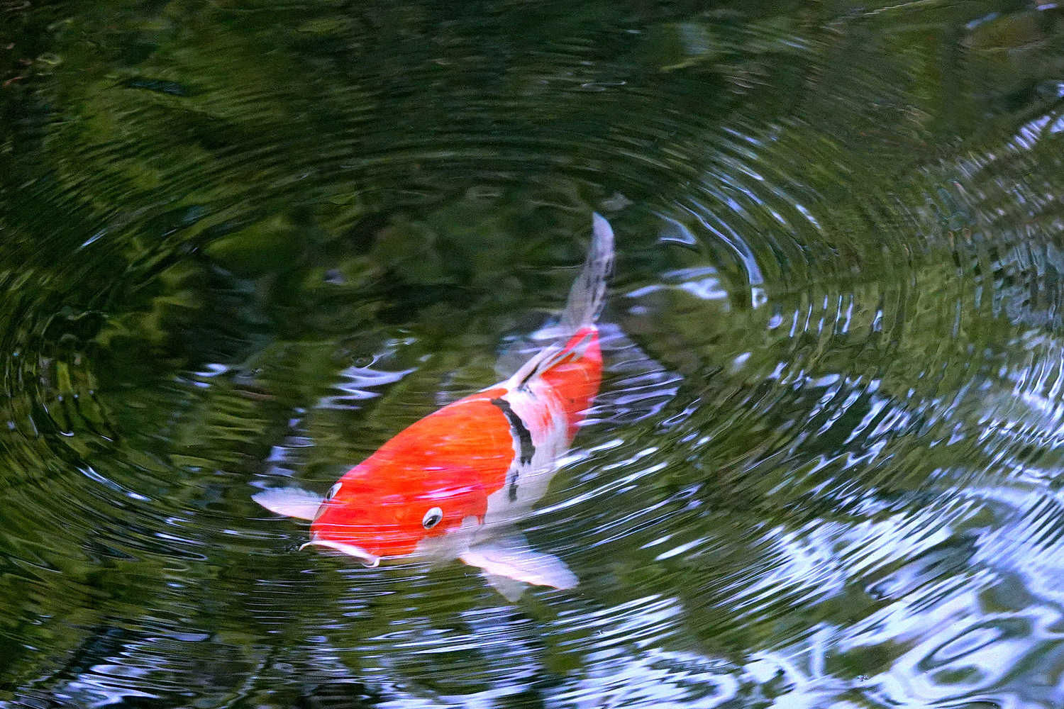 陳永鑑_錦鯉遊緃_20221226b.jpg