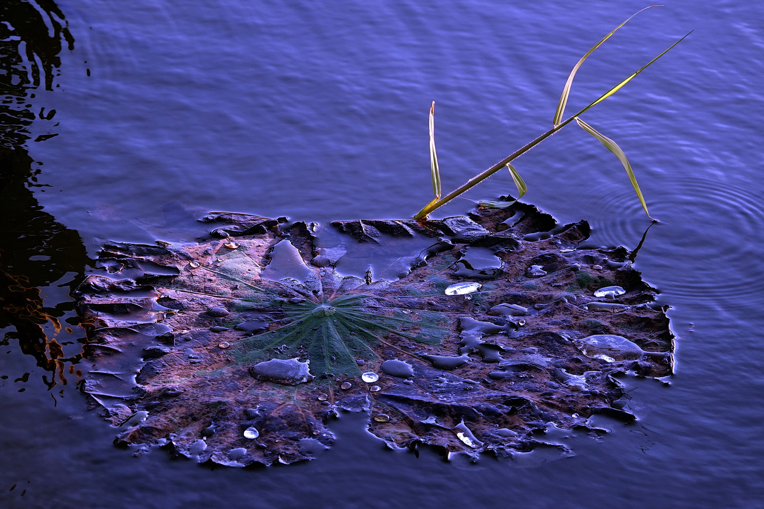 陳永鑑_荷花作品_20221225m.jpg
