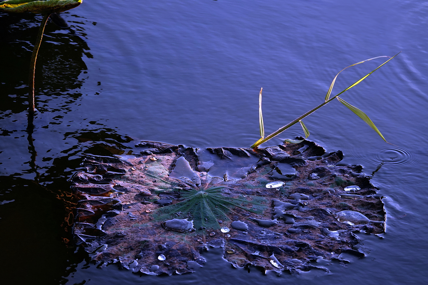 陳永鑑_荷花作品_20221225l.jpg