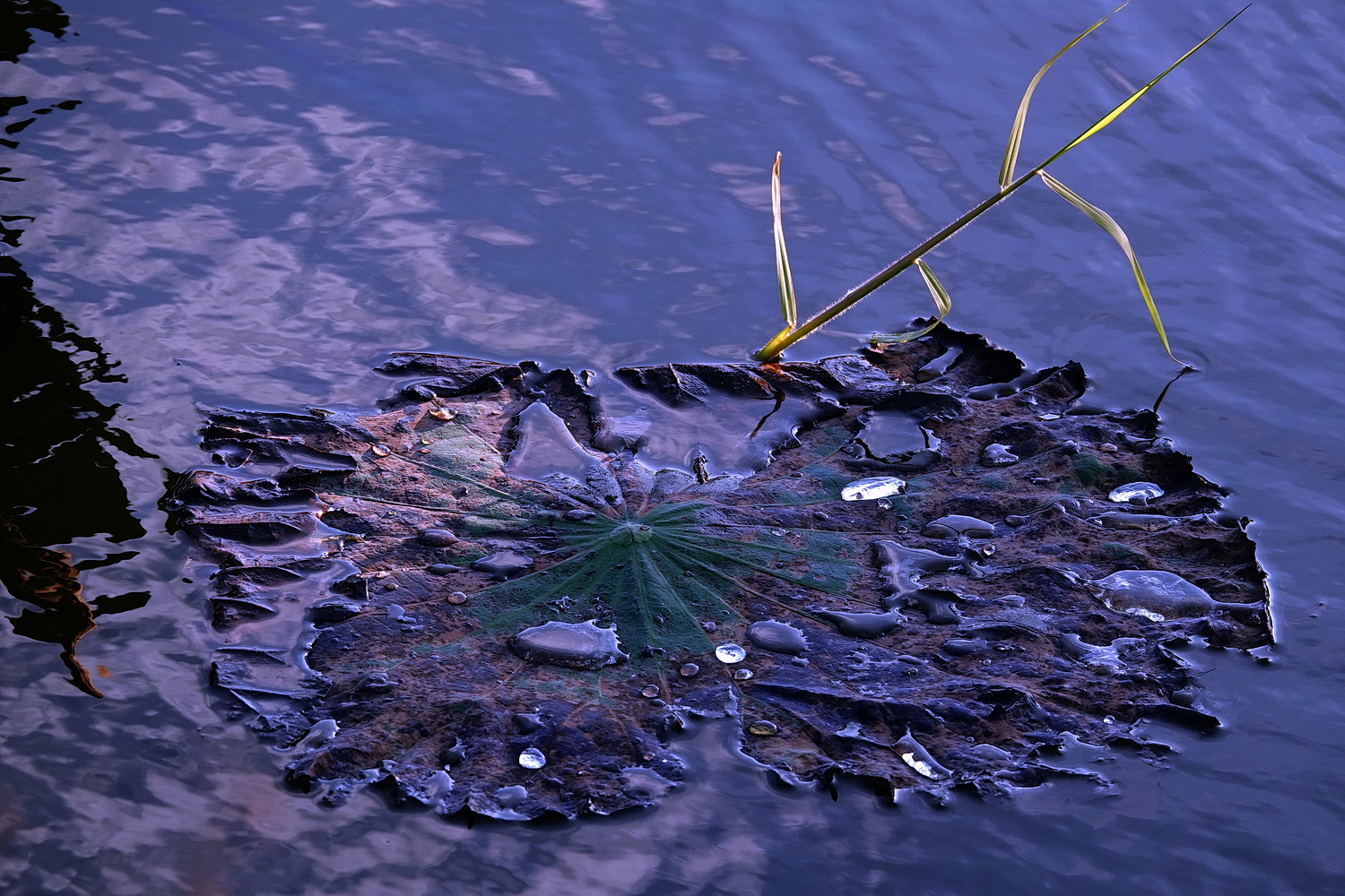 陳永鑑_荷花作品_20221225n.jpg