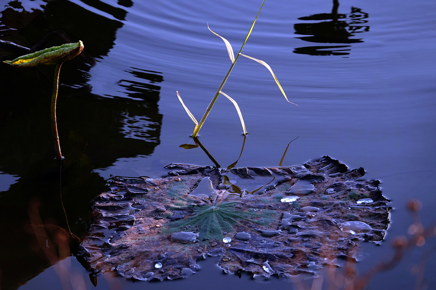 陳永鑑_荷花作品_20221225q.jpg