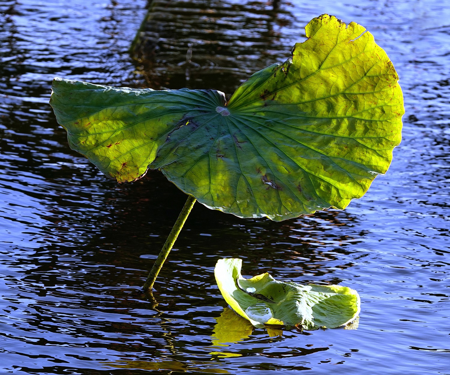 陳永鑑_荷花作品_20221228y.jpg