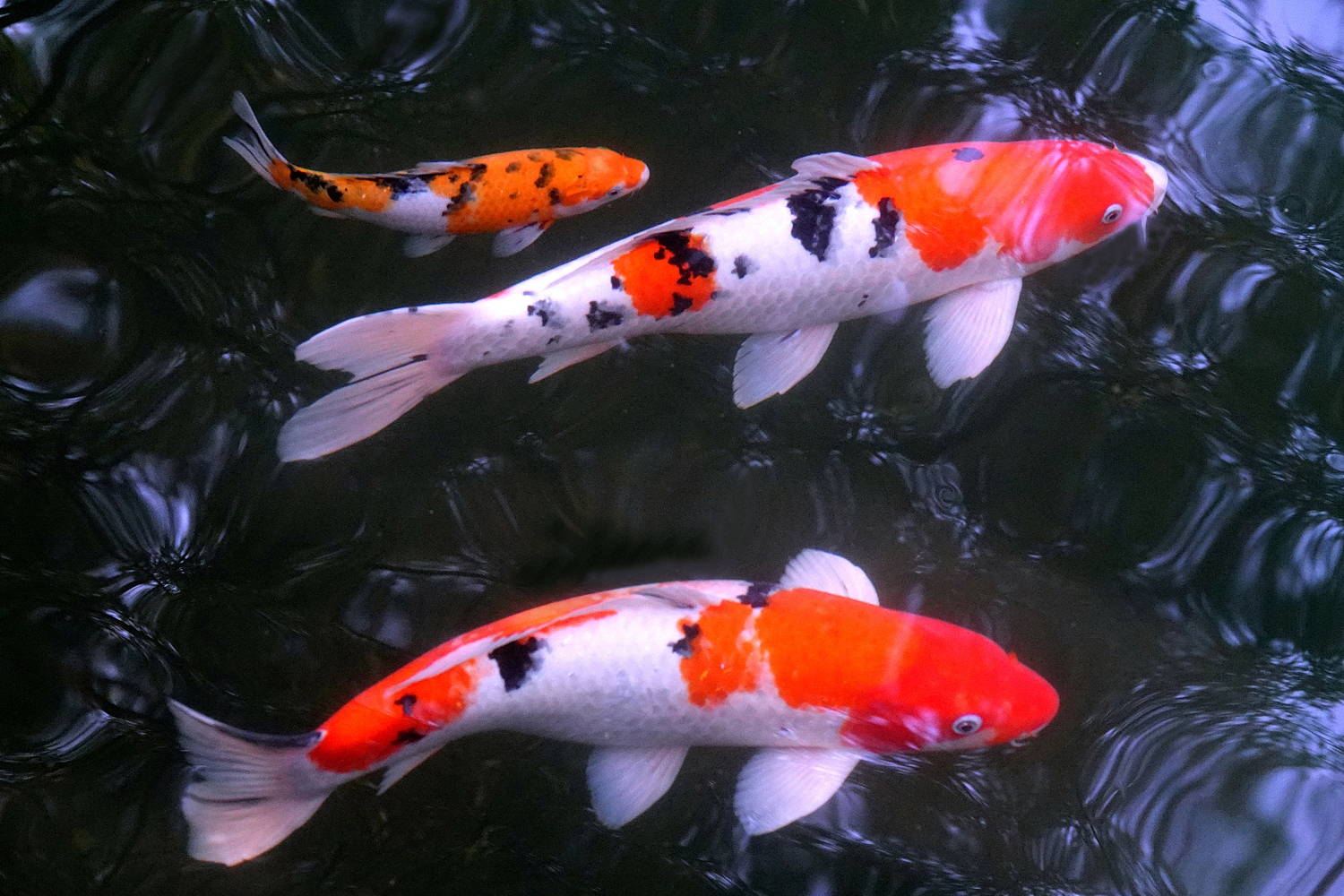 陳永鑑_錦鯉遊緃_20221231a.jpg