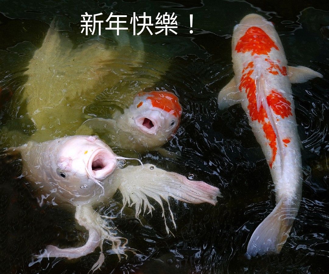 陳永鑑_錦鯉遊緃_20230101a0.jpg