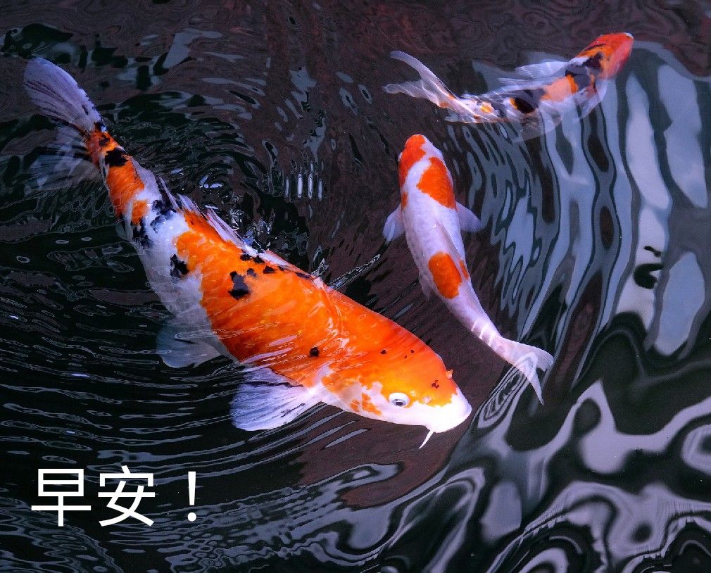 陳永鑑_錦鯉遊緃_20230101a1.jpg